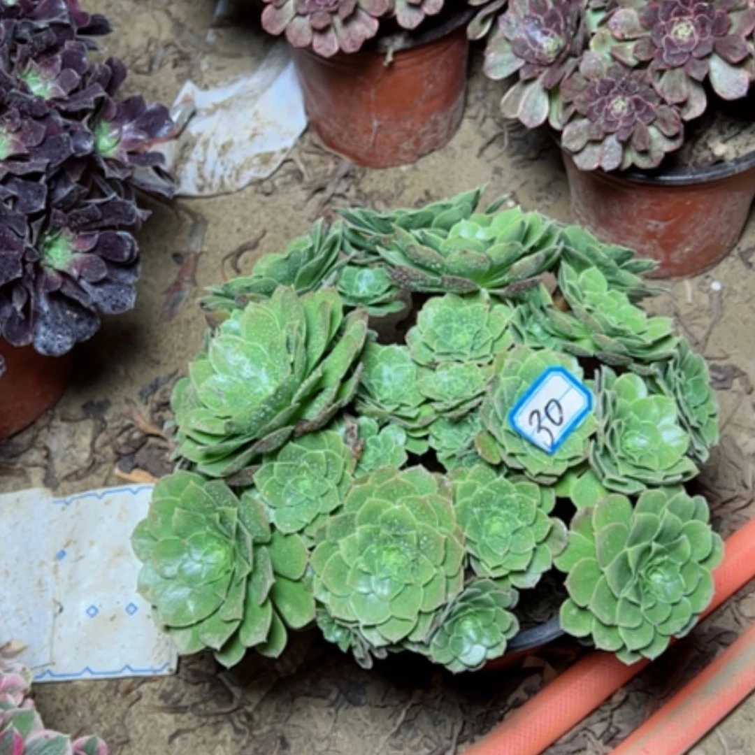 【闪购商品】圣罗兰30