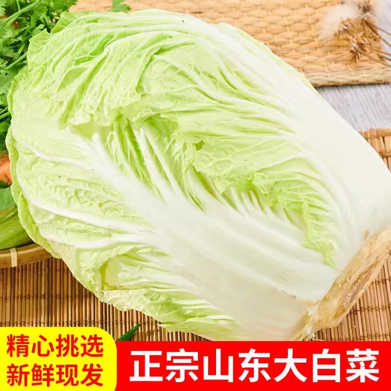 山东大白菜新鲜4.5斤包邮鲜嫩蔬菜农家自种黄心包心菜整颗白菜