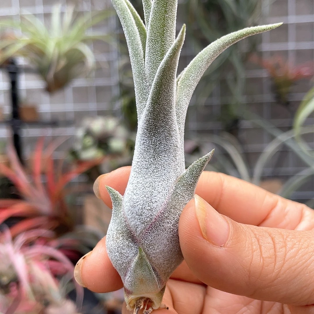 露西杂美杜莎侧芽62号