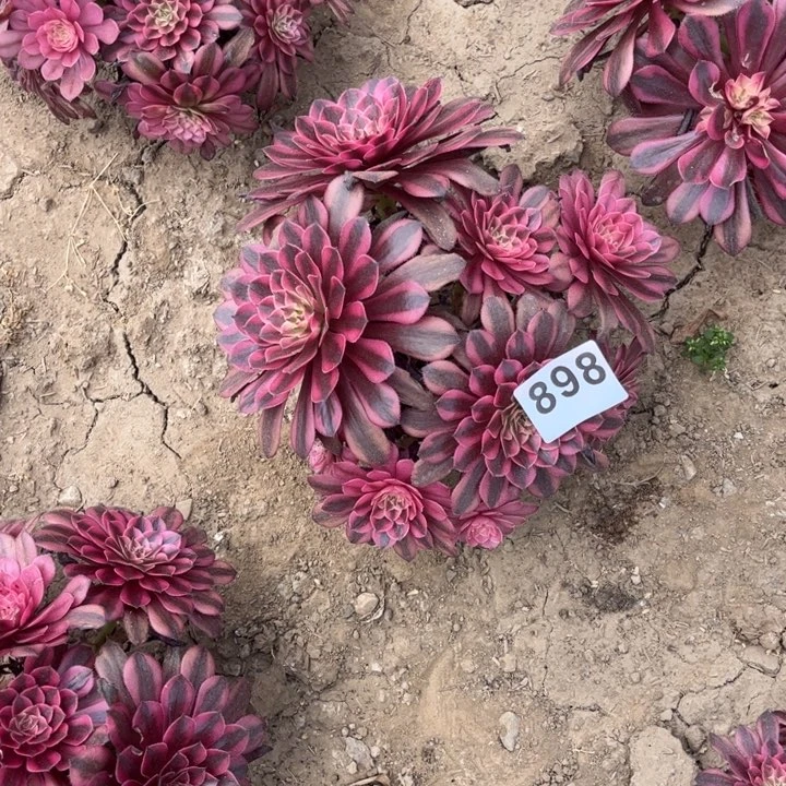 黑铜白898不包断枝