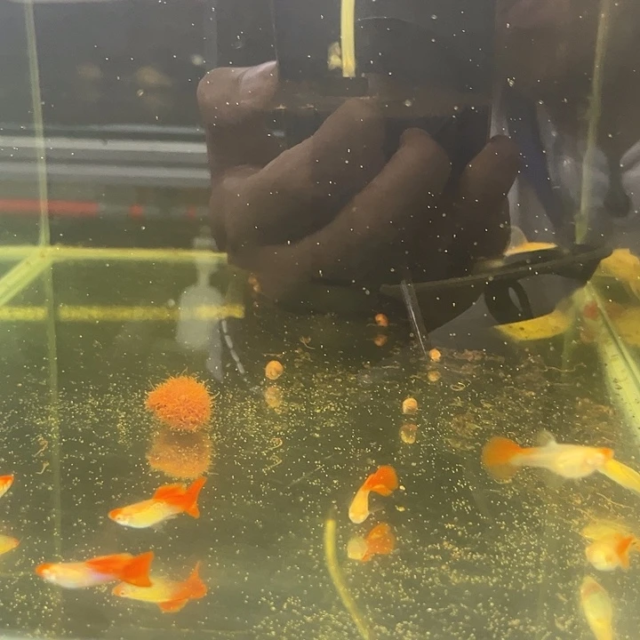 孔雀鱼蛇纹白子10条包缸