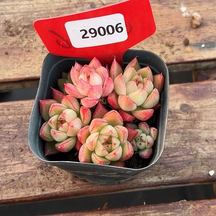 北****糖心。  29006号。