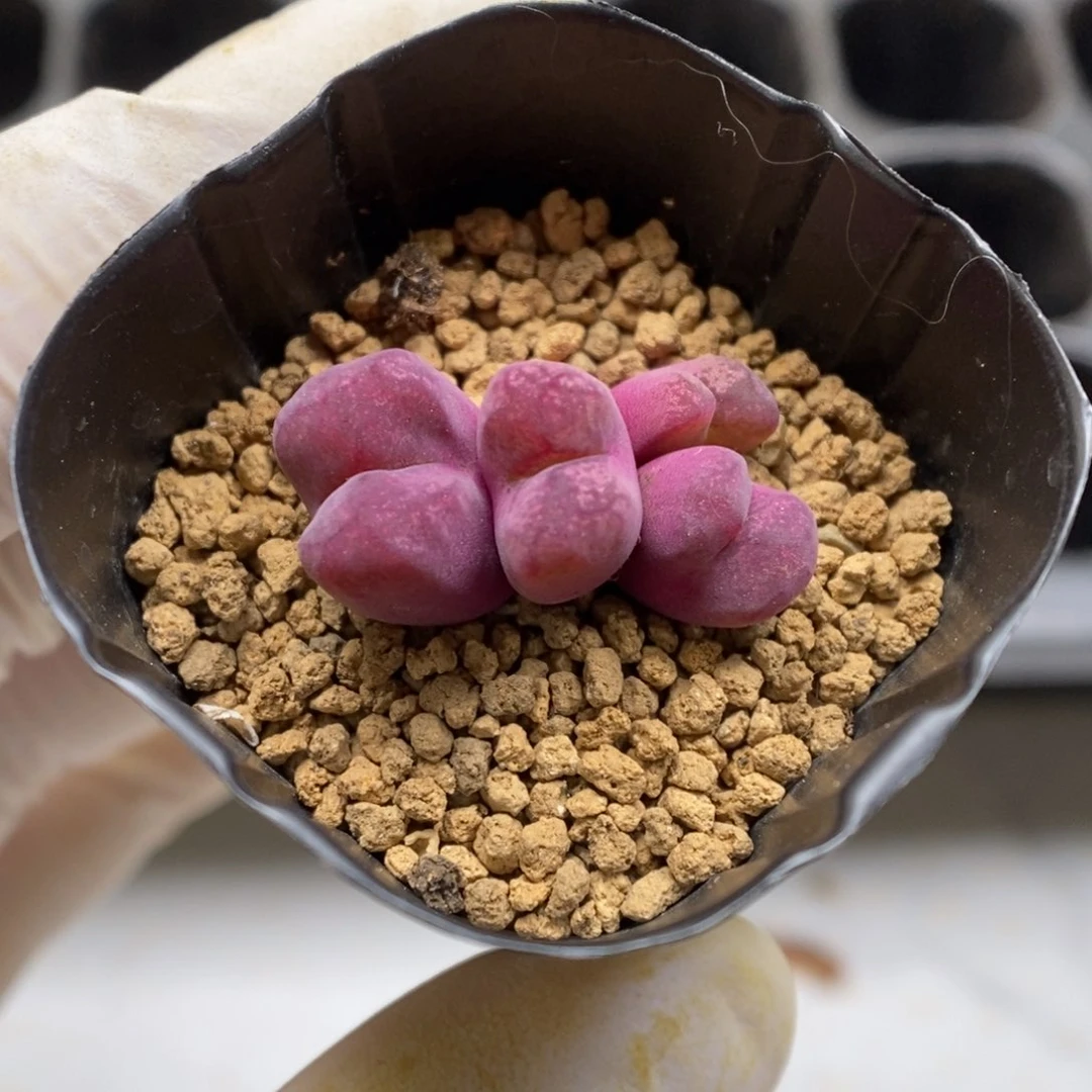 多肉植物肉锥杂交K-3959 开播
