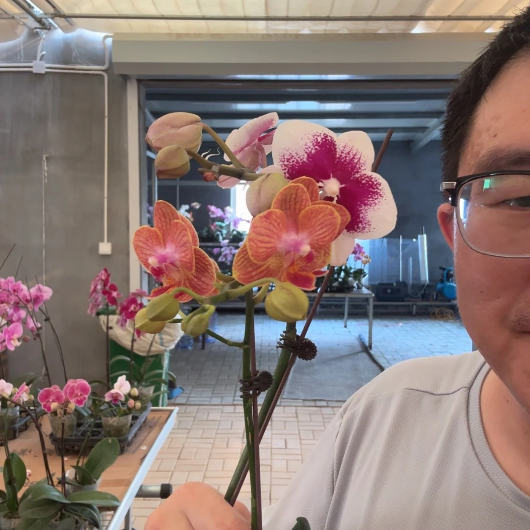 完全开放蜜橙➕巴塞罗那005