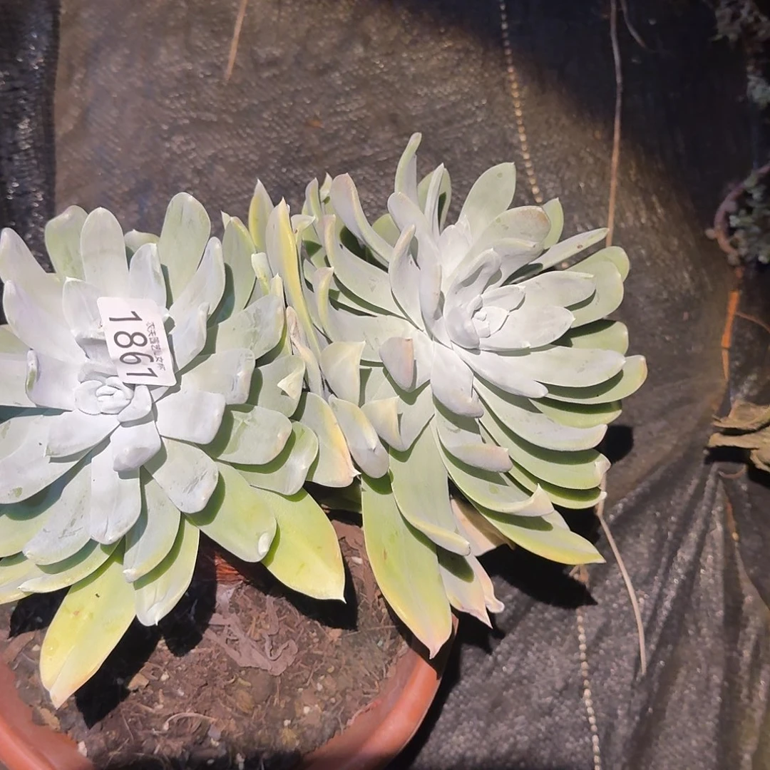 3代杂交仙女杯多肉福利瑕疵