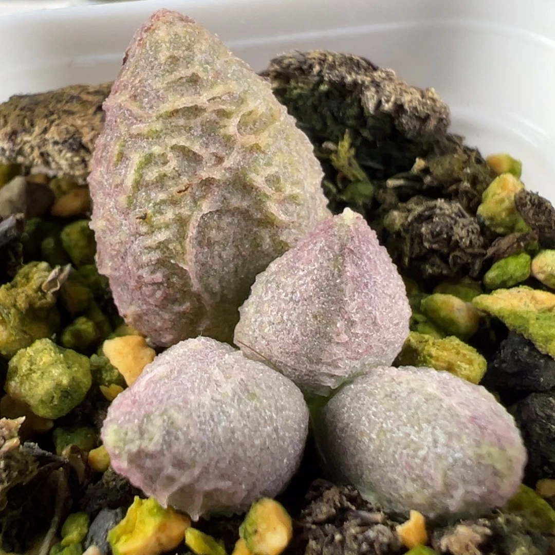 w融化纹冰淇淋多肉植物水泡