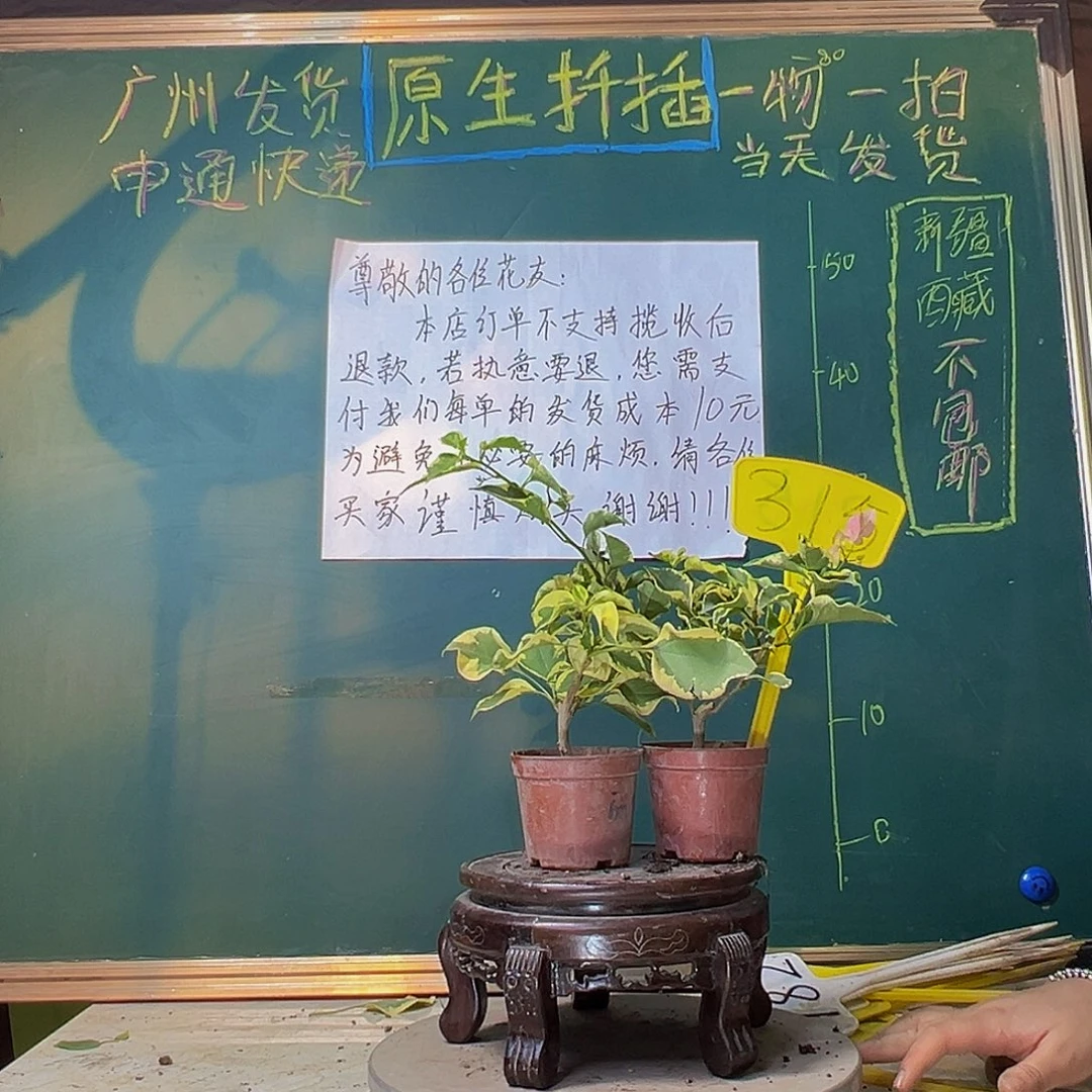 当前无花栽培后可以开花中国丽人掌中宝 蜡染粉掌中宝315