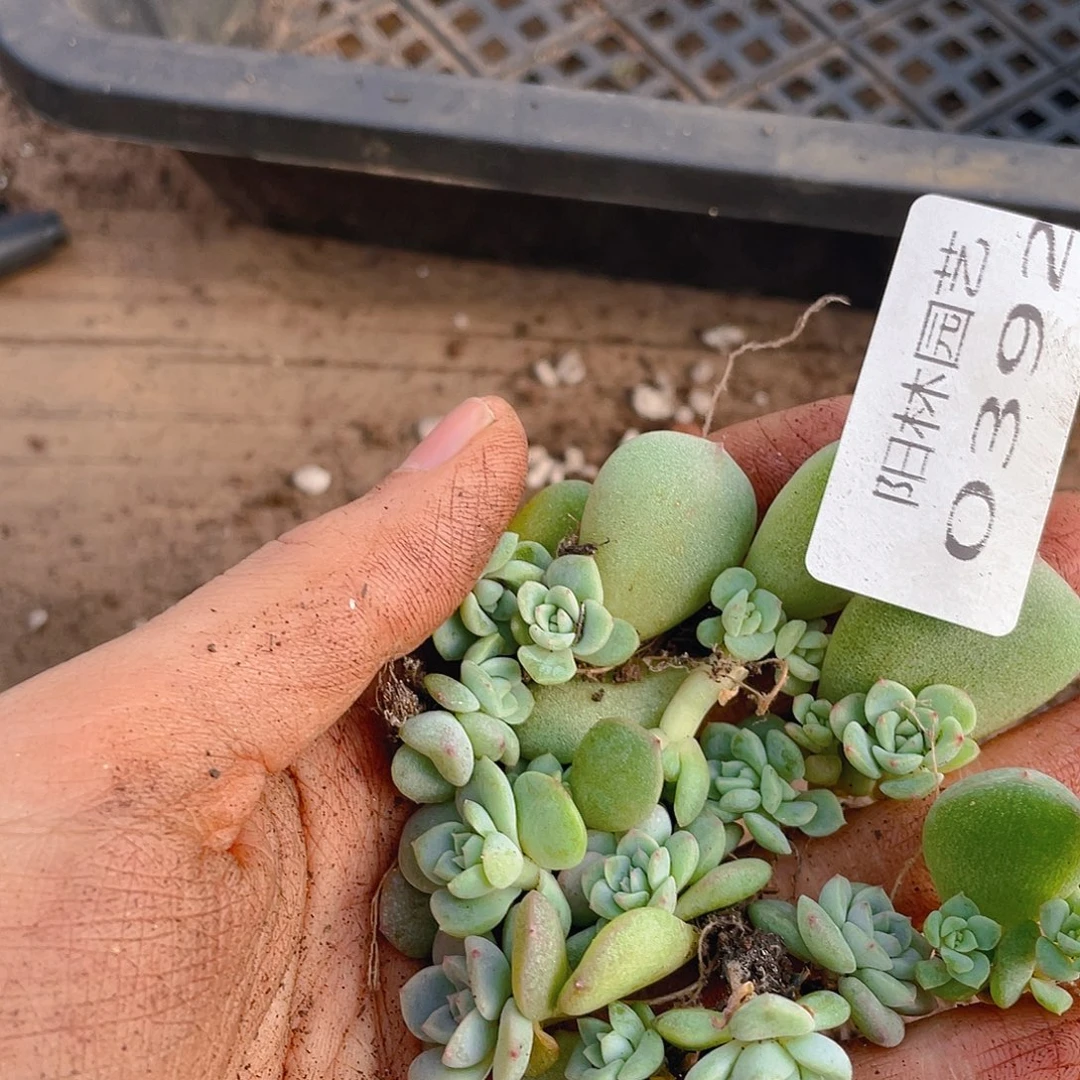 多肉植物多肉植物392