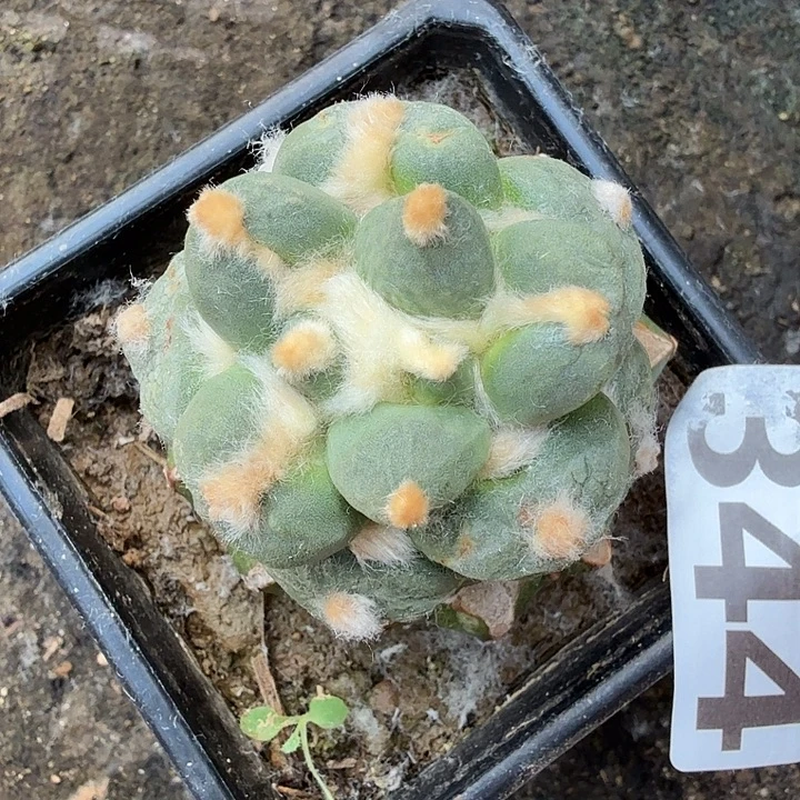 无花朵344金毛丸叶青瓷东三