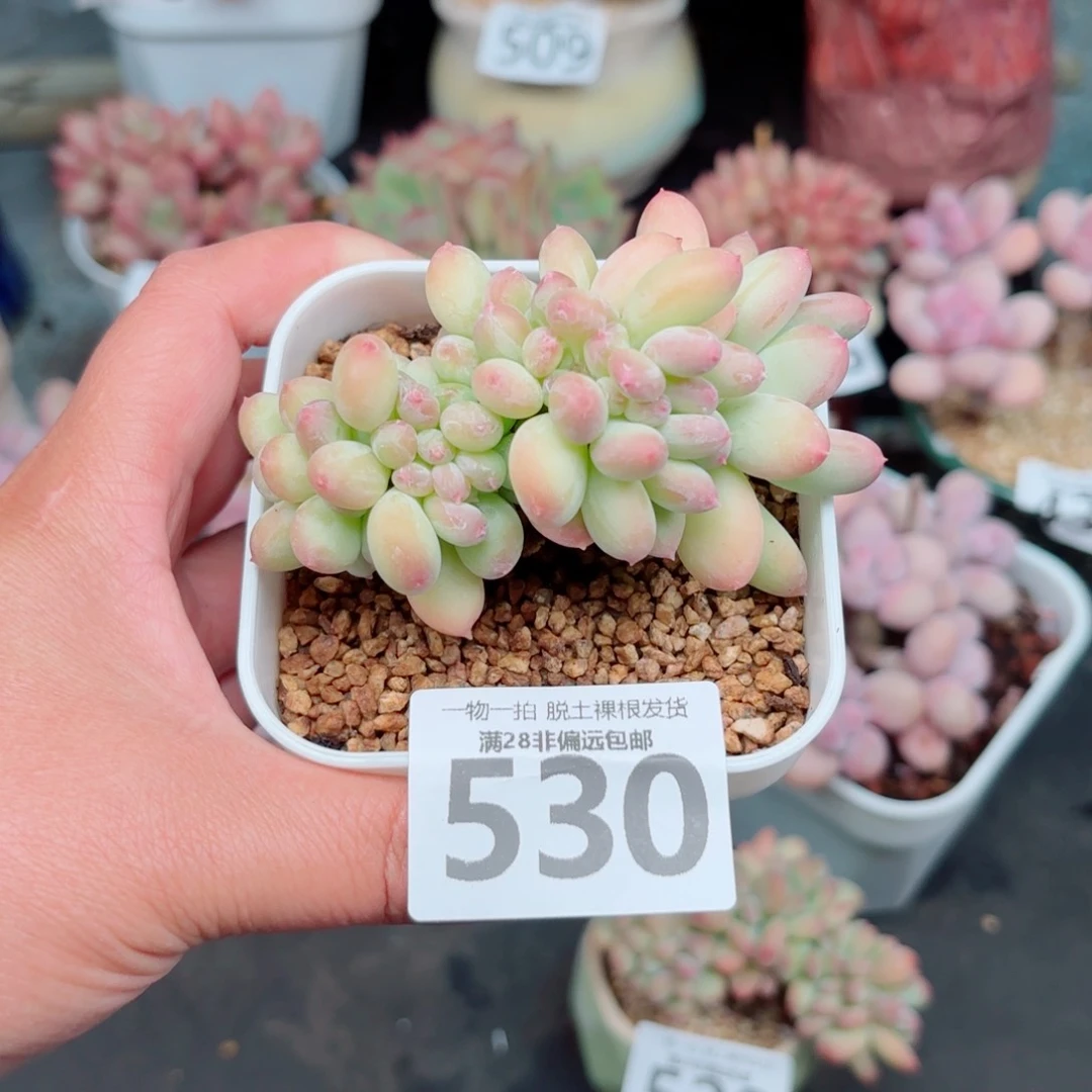 三日月美人缀化多肉多