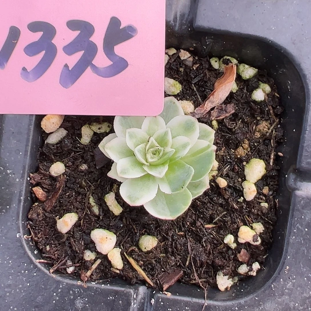 C***S山地玫瑰锦秋夕1335号