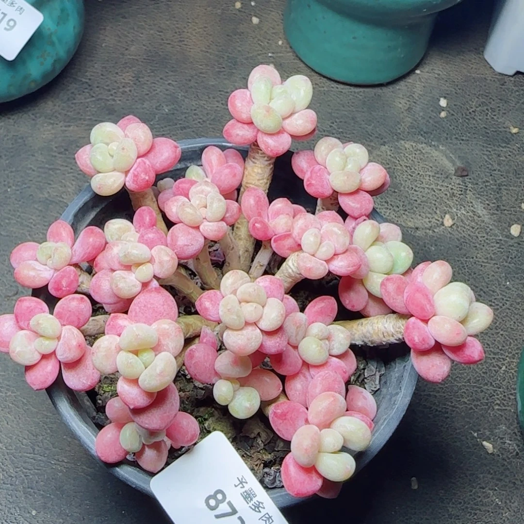 鱼子酱无砍，8724多肉植物