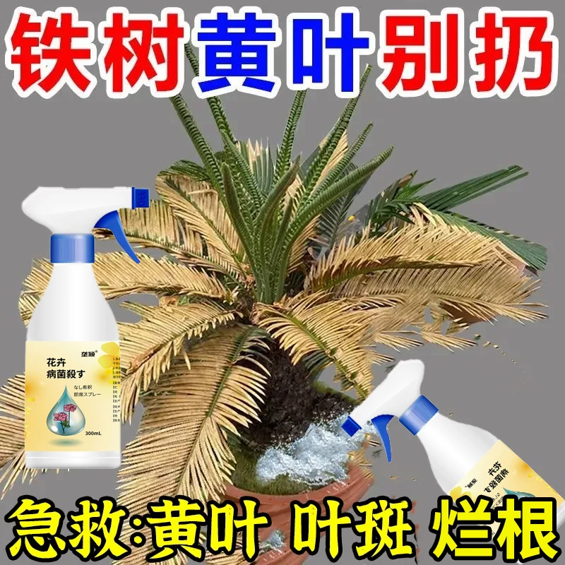 铁树叶子发黄掉叶急救专用铁树枯萎干尖落叶卷叶助生长肥料营养液
