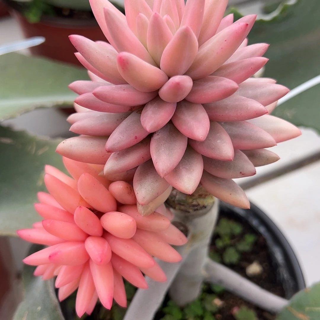 红蜻蜓锦嫁接多肉植物