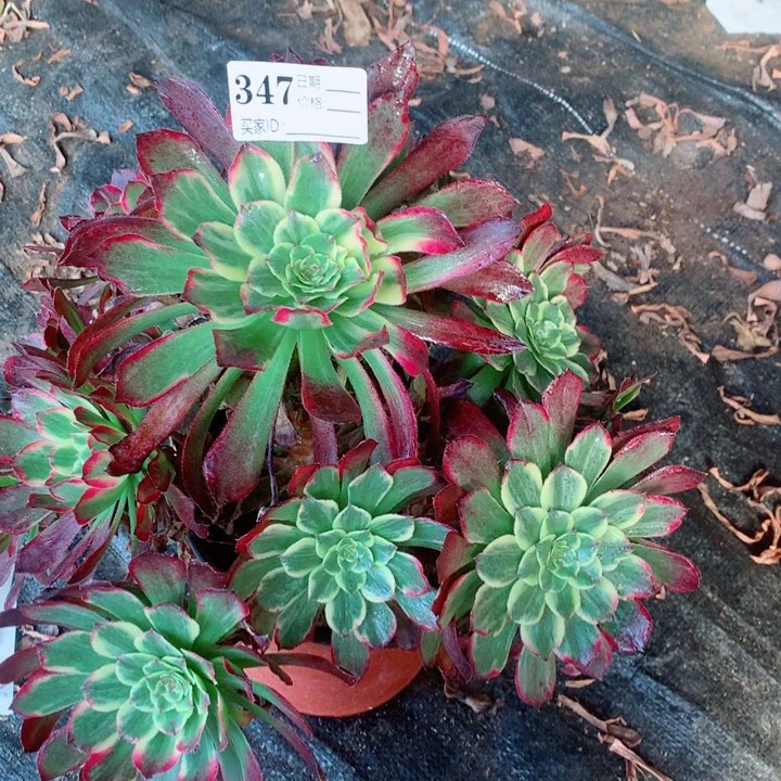 多肉植物347多肉