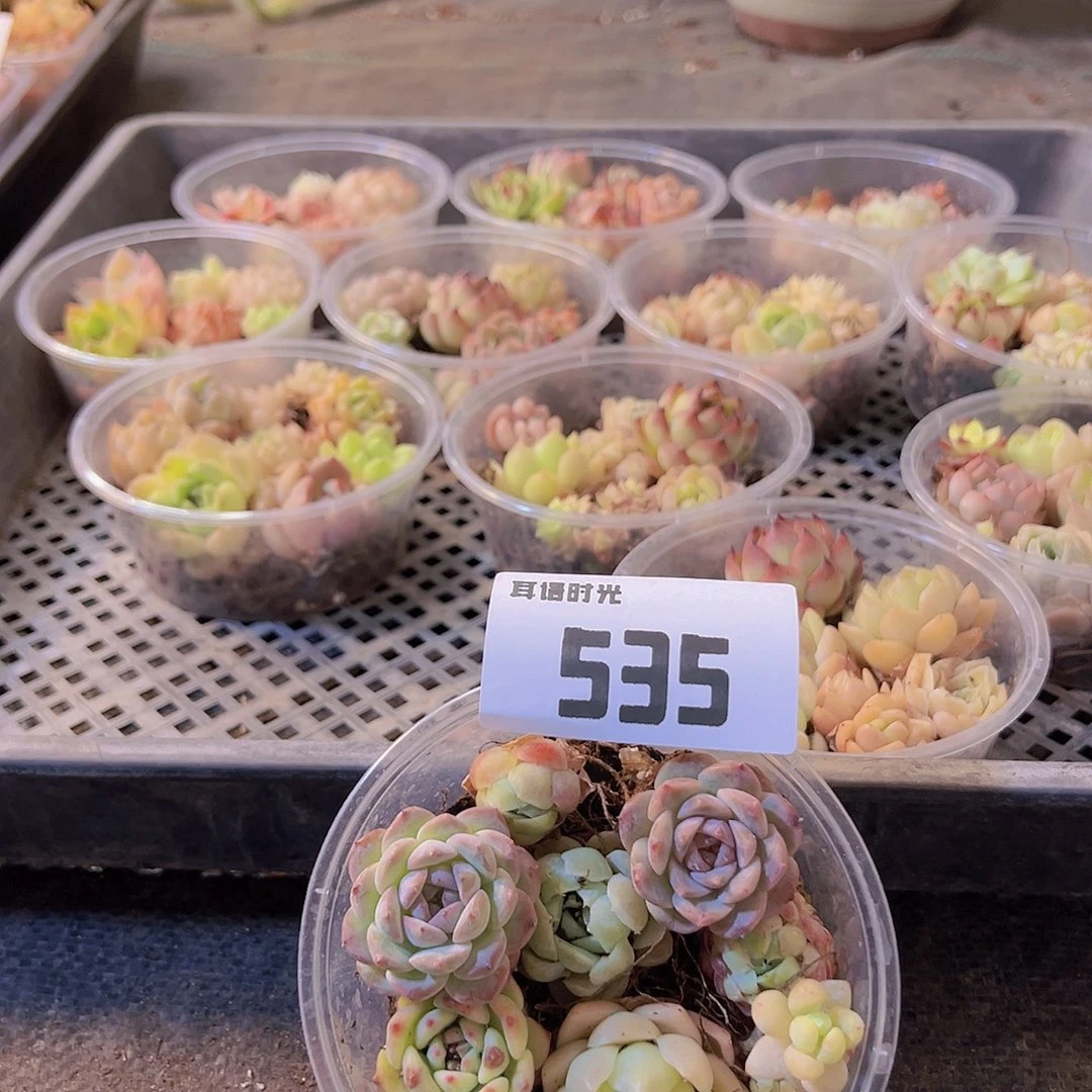 535拼盘，多肉植物