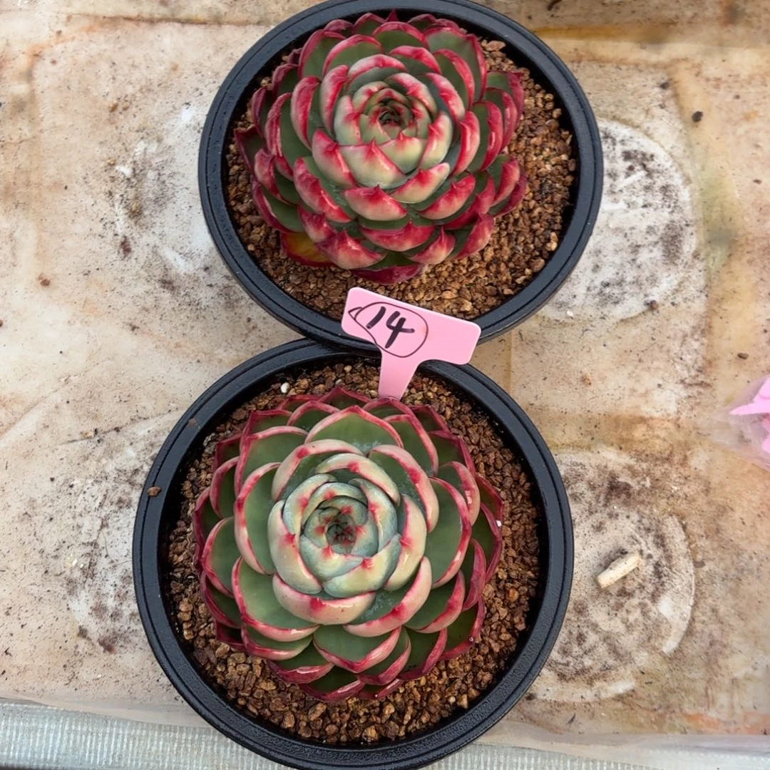 惊鸿仙子2个好看14号