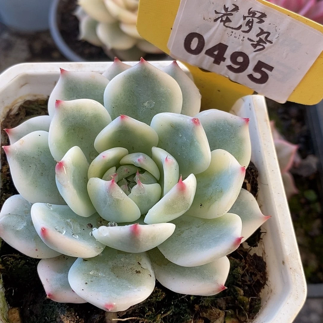 495娃娃哈哈哈哈哈哈哈哈