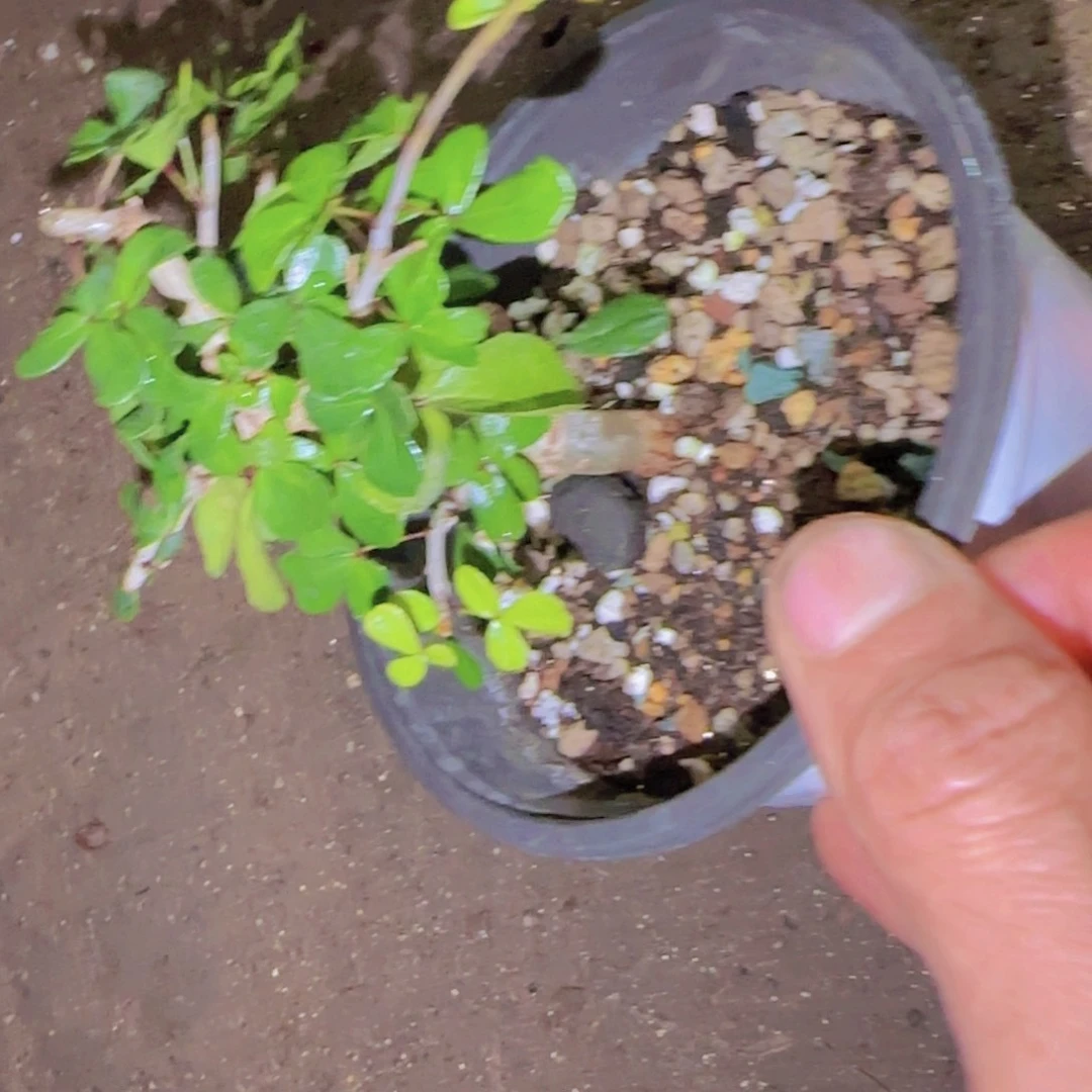 鹅***~块根植物块根植物