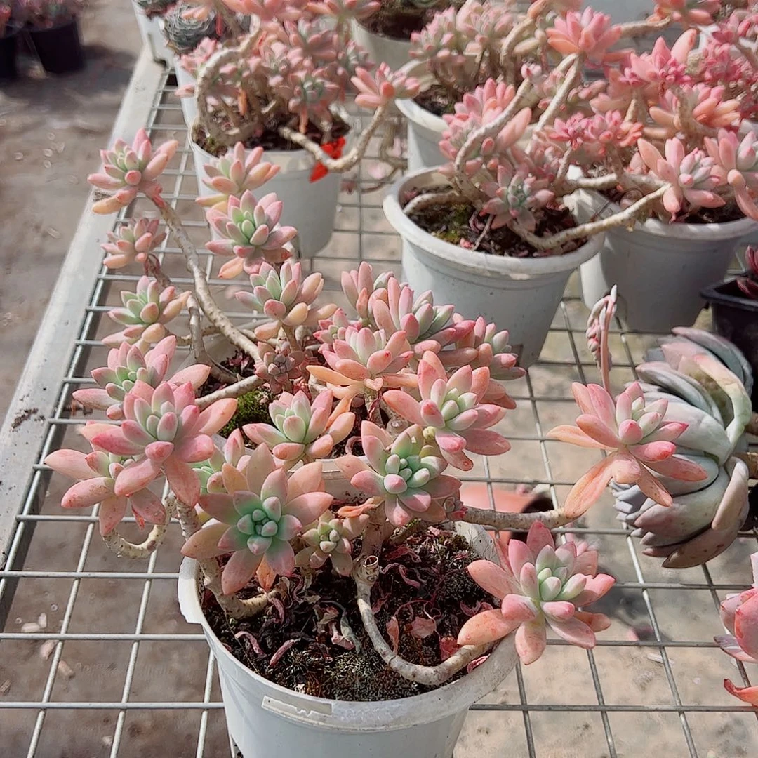 果冻秋丽多头群生精品二盆