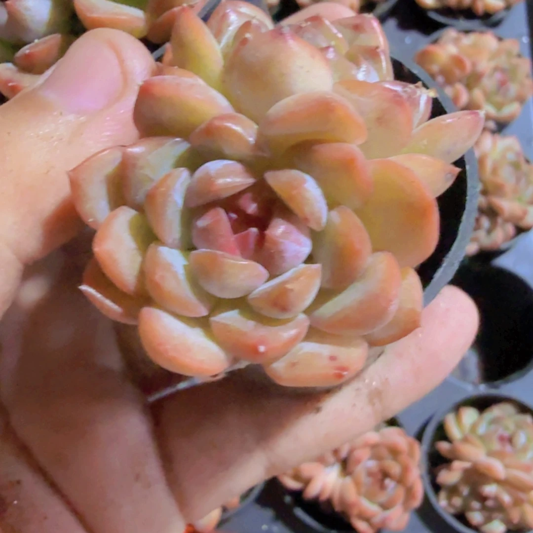 琴心五厘米盆一颗双头