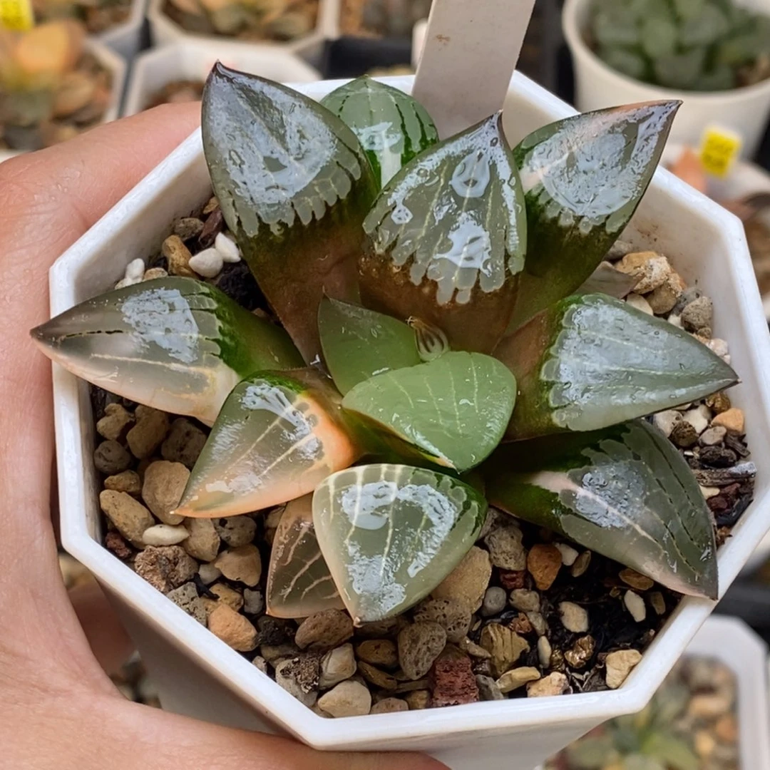 5号阿房宫锦多肉锦