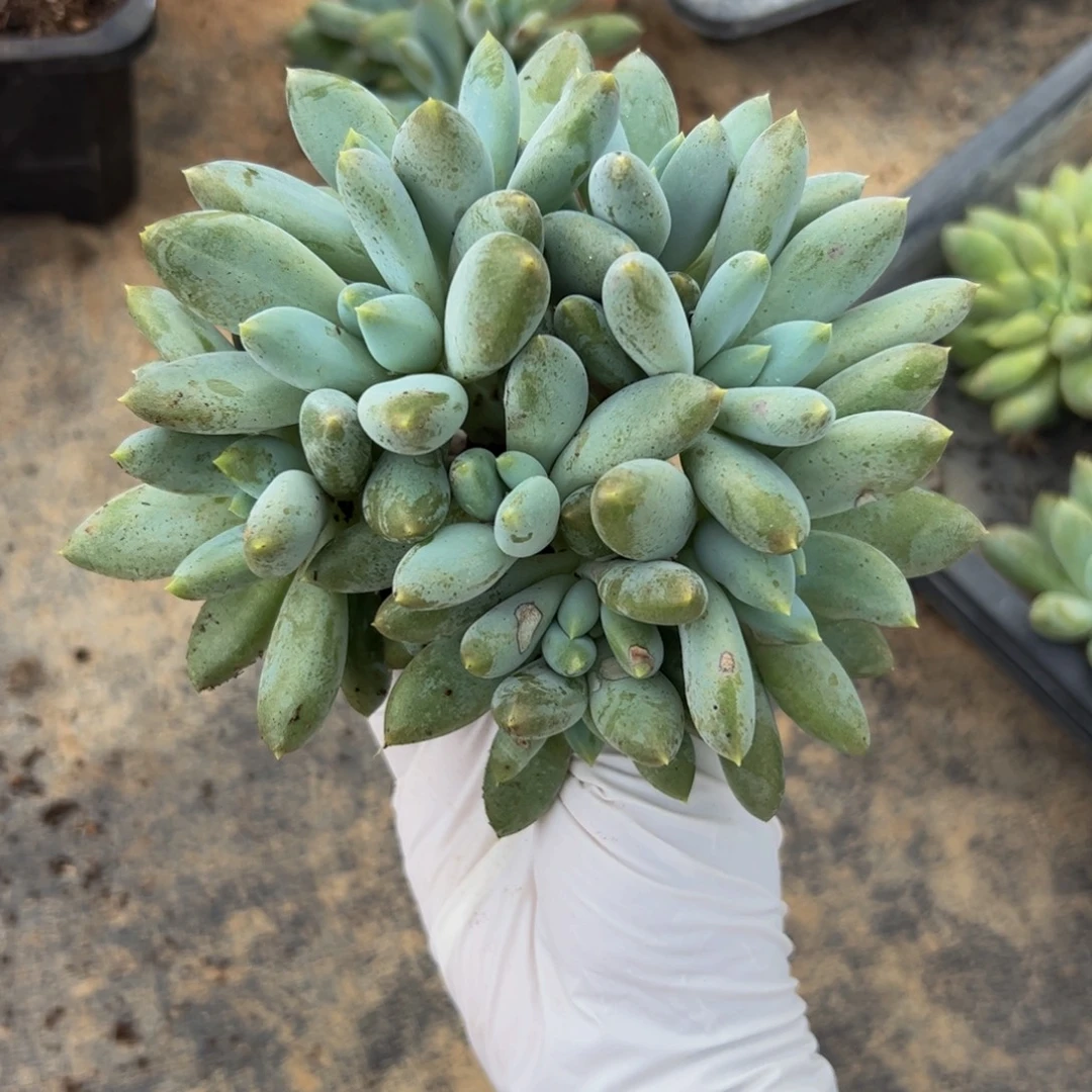 飞***梦胖体哥特多肉植物