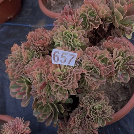 飘***多肉植物一个斑斓