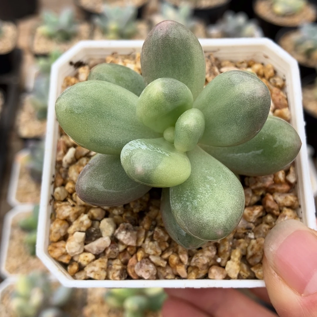 奶酪锦 一物一拍不支持退换