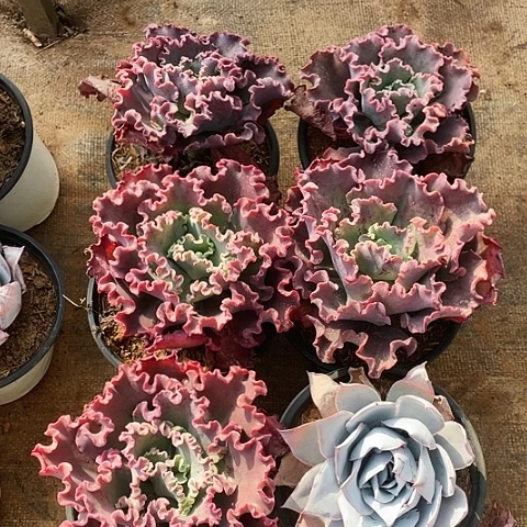 红**人多肉植物女王带广寒宫 6棵