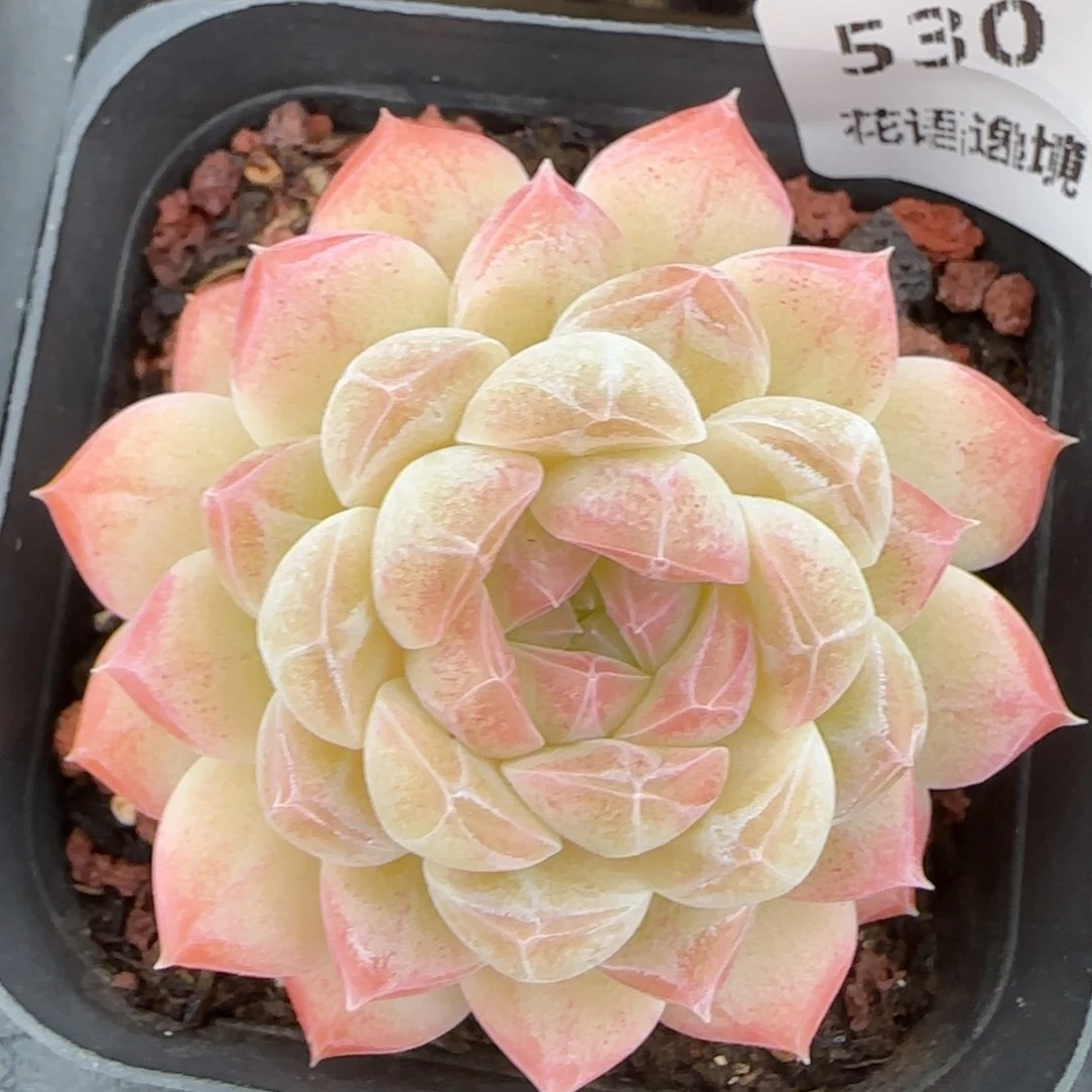 花语逸镜0214-530