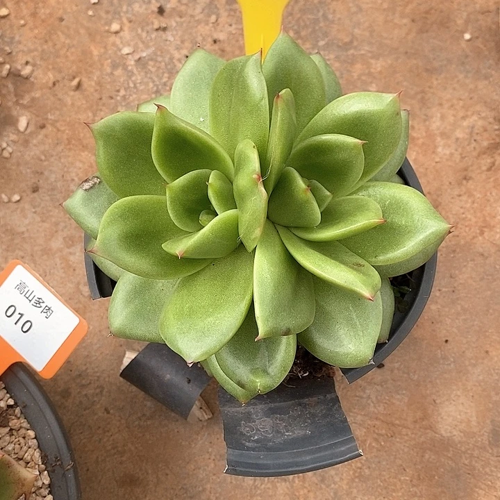 014-直播福利狮子王