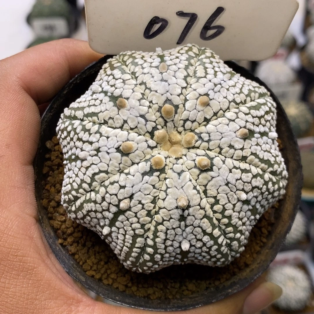 076奇迹福利特价来了