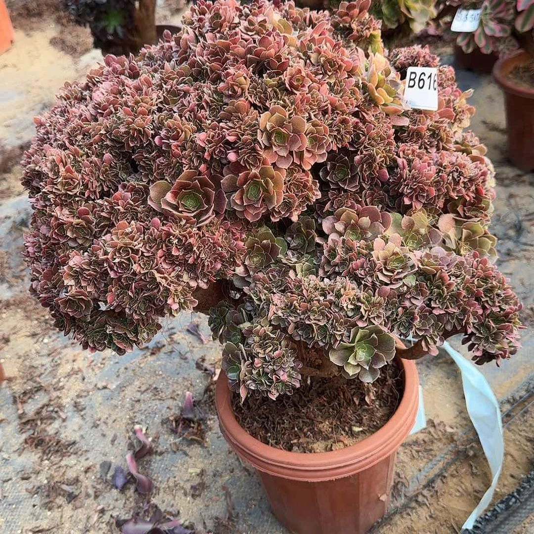 616火玫瑰朵朵一颗呀呀