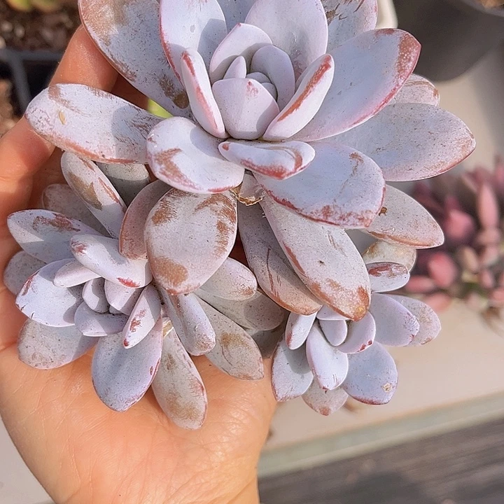 雪莲2433多肉植物