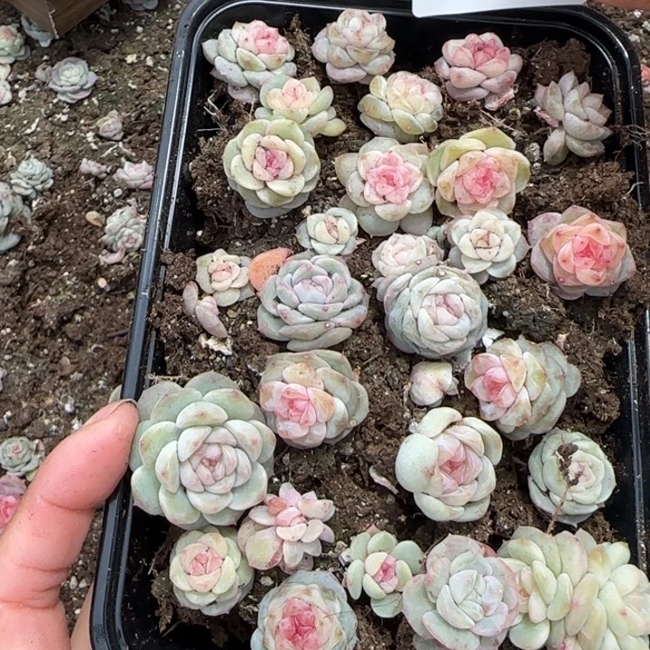 37 号王者系列多肉一盒