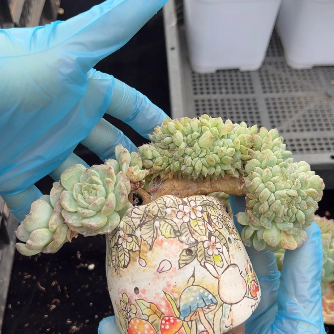 新年快乐 新年快乐 新年快乐