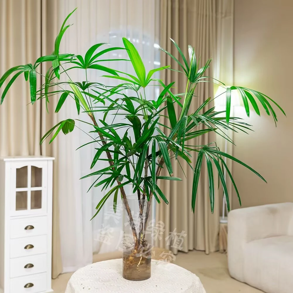 【金山棕竹】80-90cm水培土培金山棕竹室内盆栽办公室植物阳台绿植
