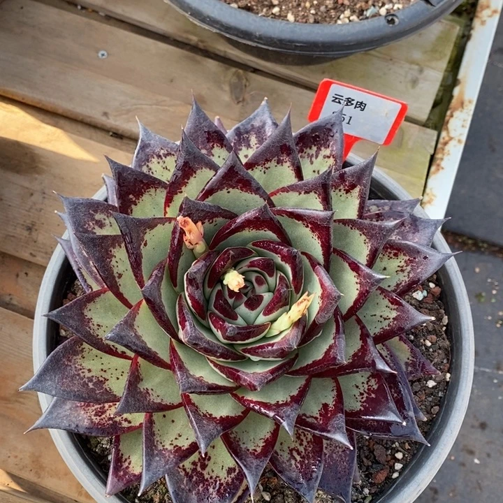 乌木251号直播福利活动