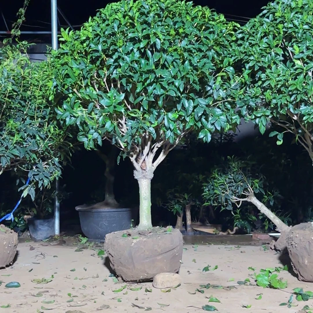 精***构无花朵桂花。 八月桂系列