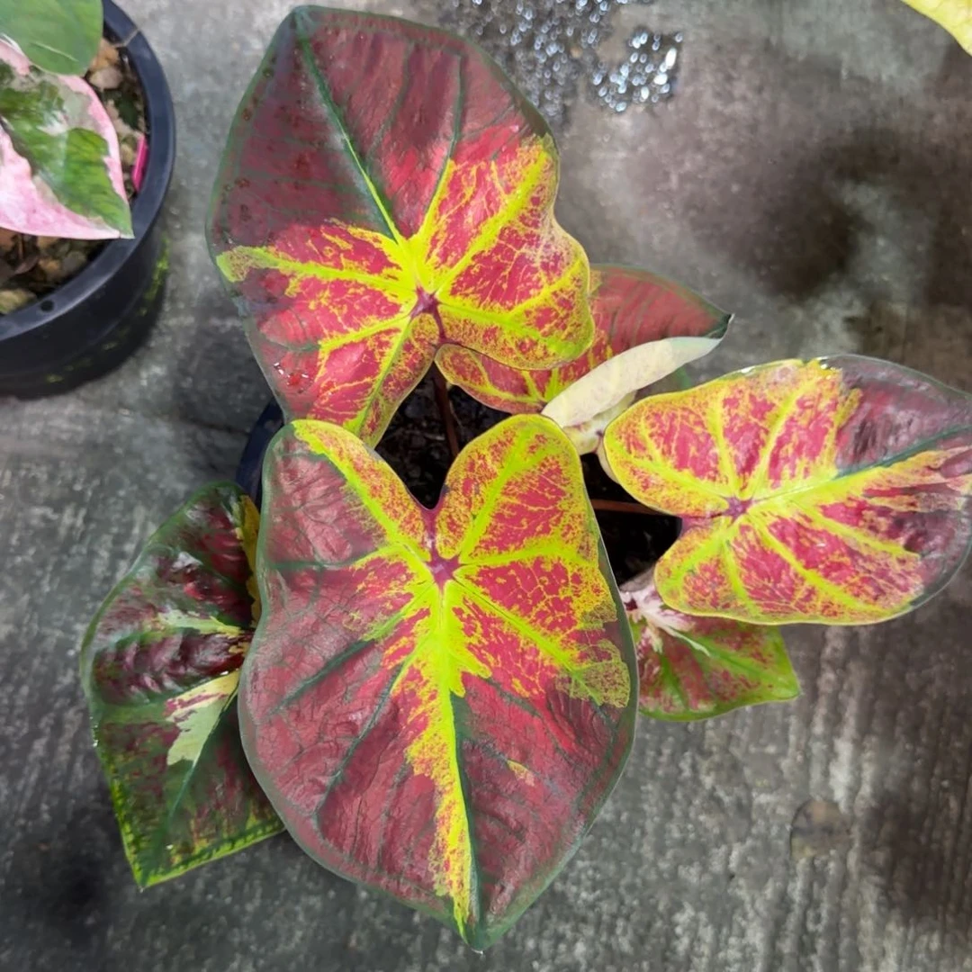 97-0929泰国发货彩叶芋