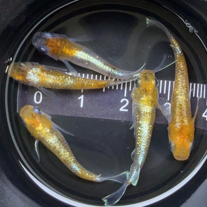 青鳉鱼04三色干9号