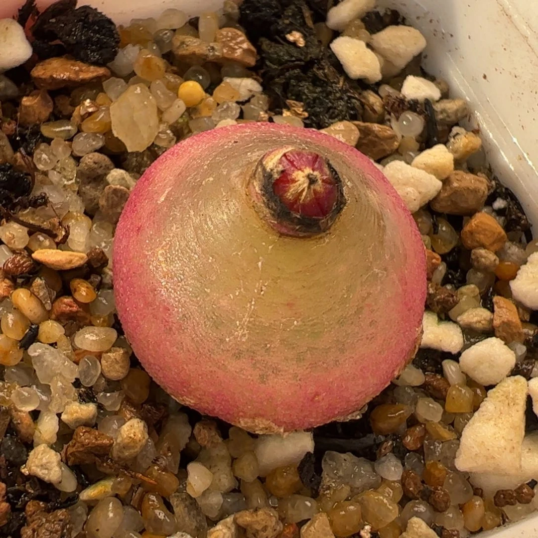 528多肉植物组合