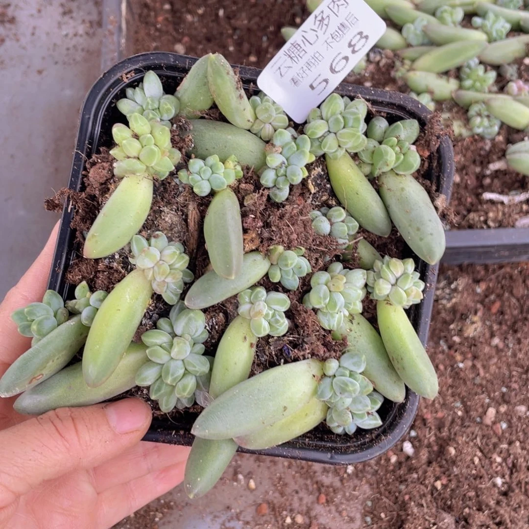 倾*云糖心多肉植物568