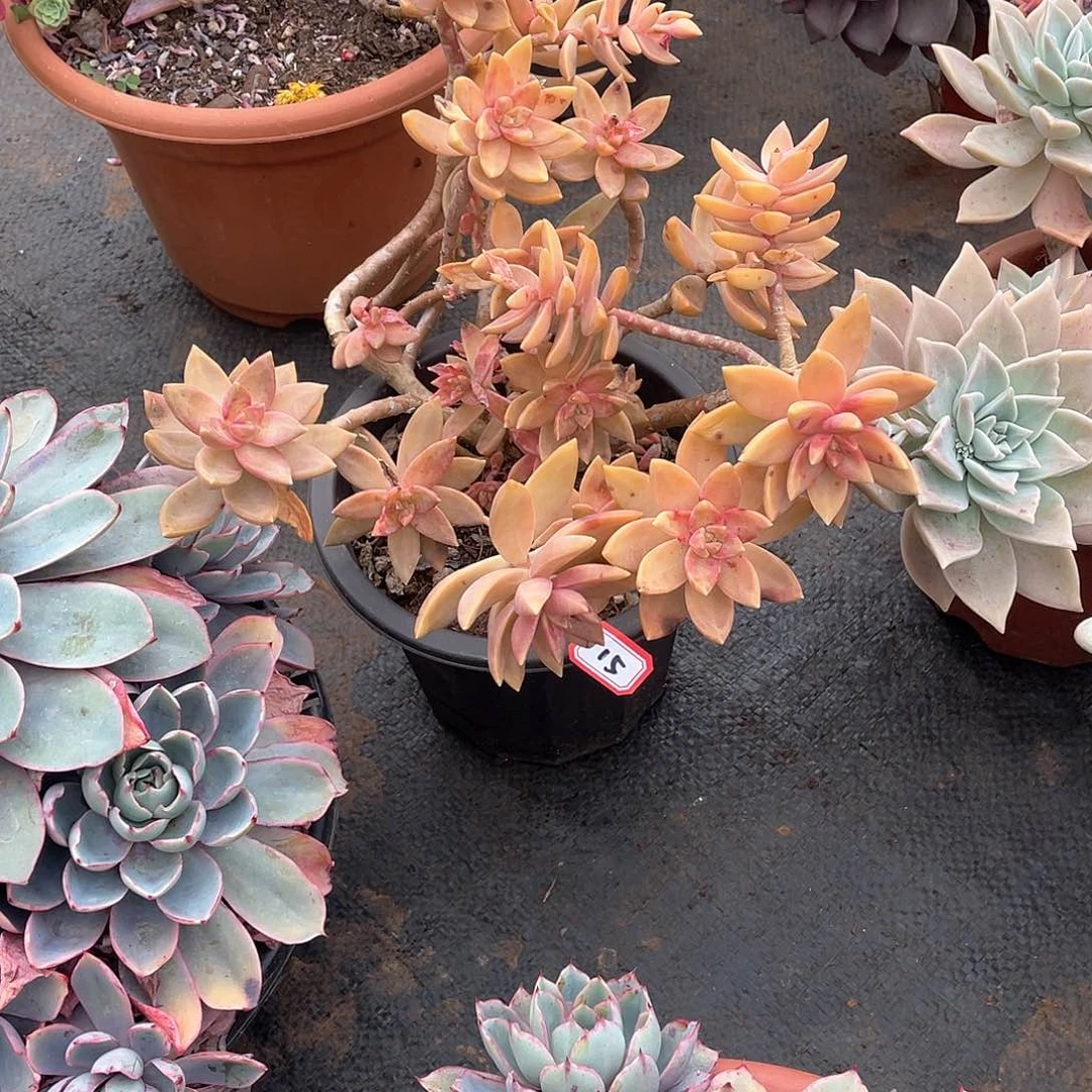 15布丁 一物一拍多肉