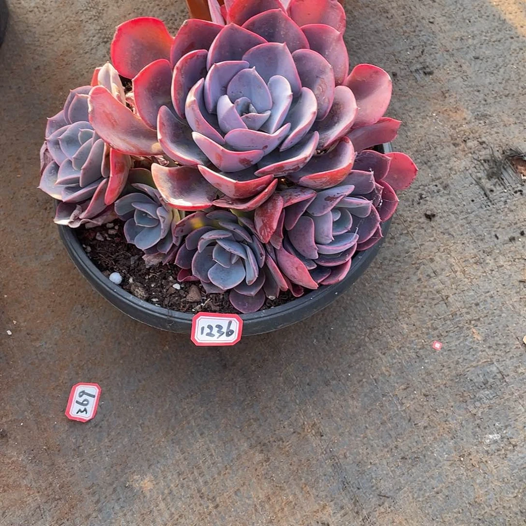 1236尘埃玫瑰 一物一拍多肉