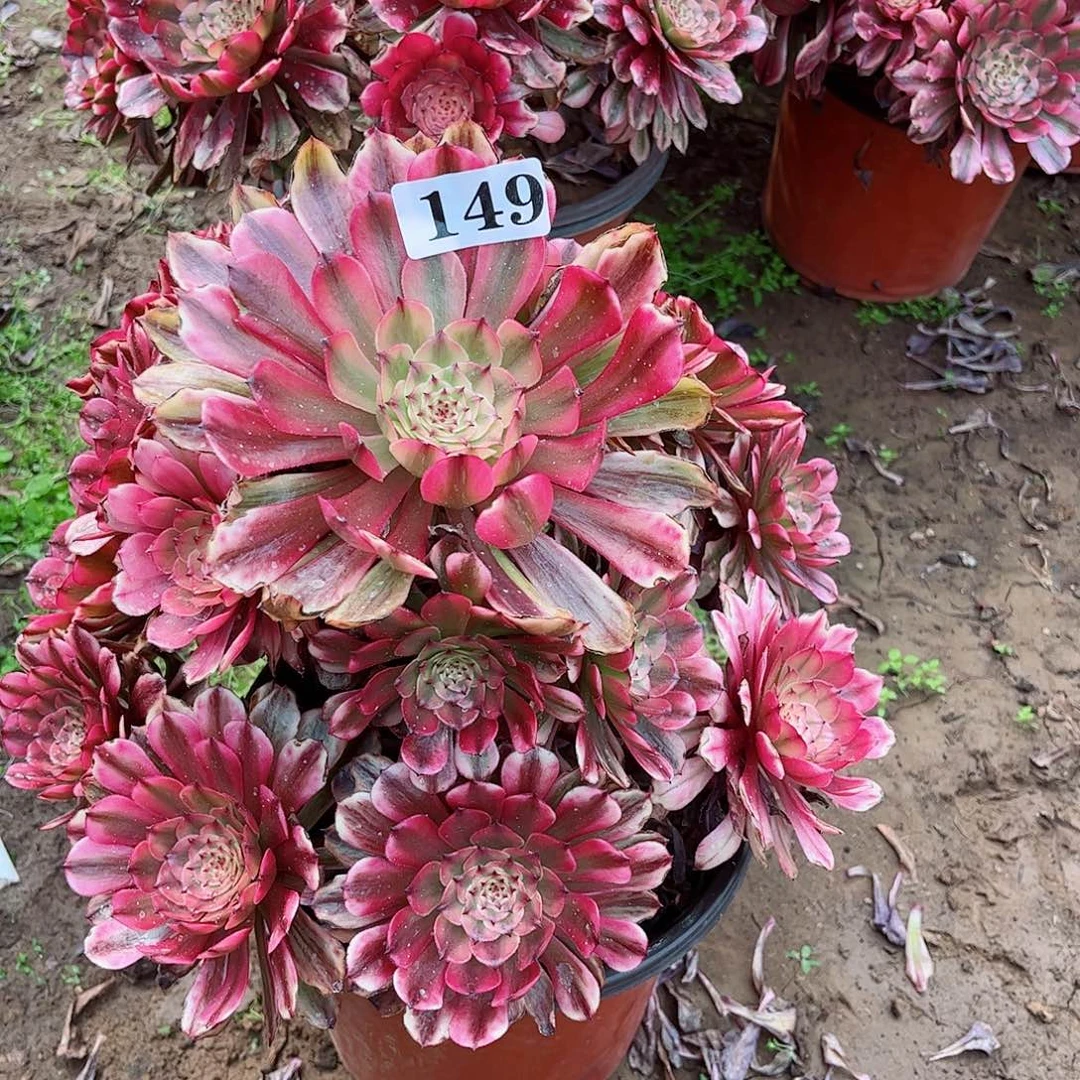 多肉植物149多肉