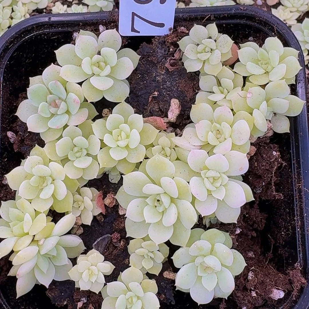 多肉植物多肉植物795