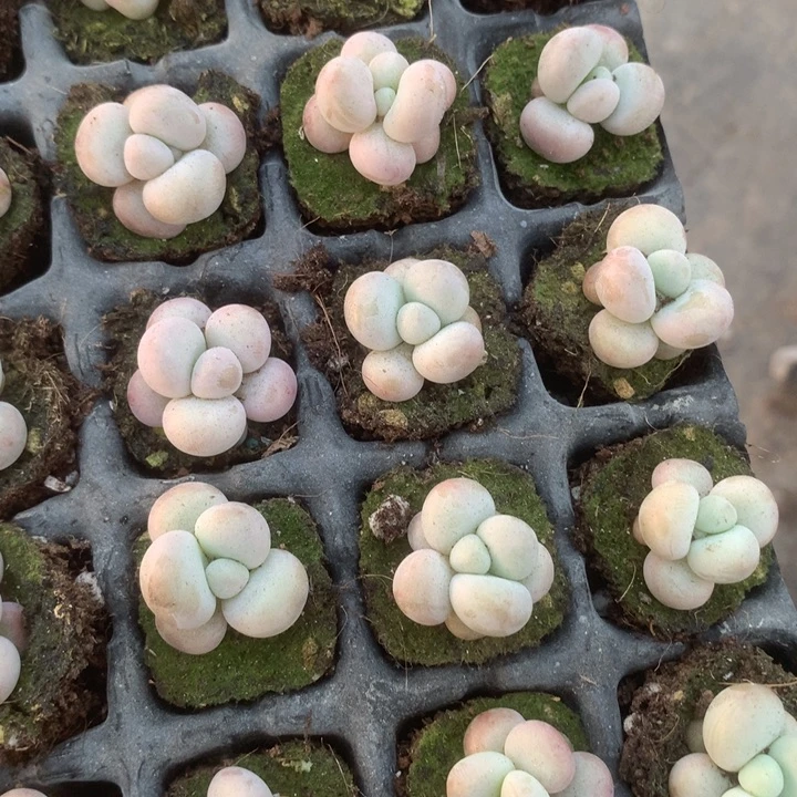 蛋黄奶7颗 包邮。多肉