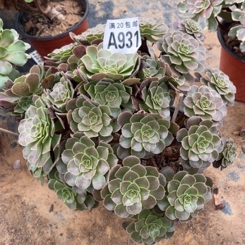 931荷兰玫瑰不包断枝